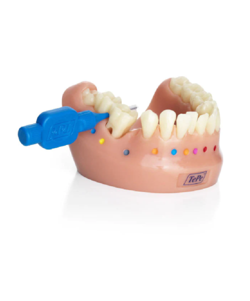 Mô hình khuôn răng Tepe Dental Model