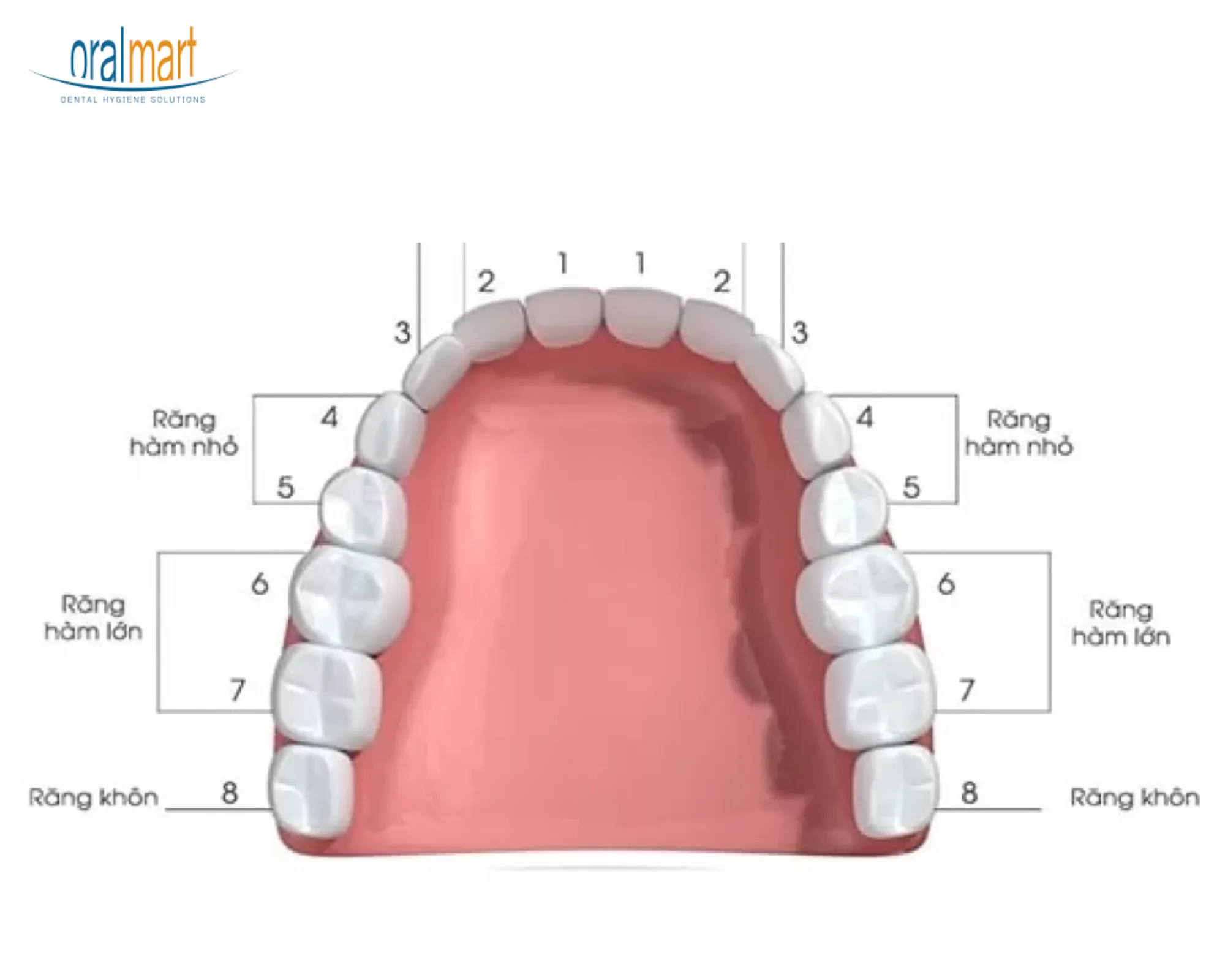 Răng số 8 (còn gọi là răng khôn) chính là răng hàm trong cùng, thường mọc trong độ tuổi từ 17-25