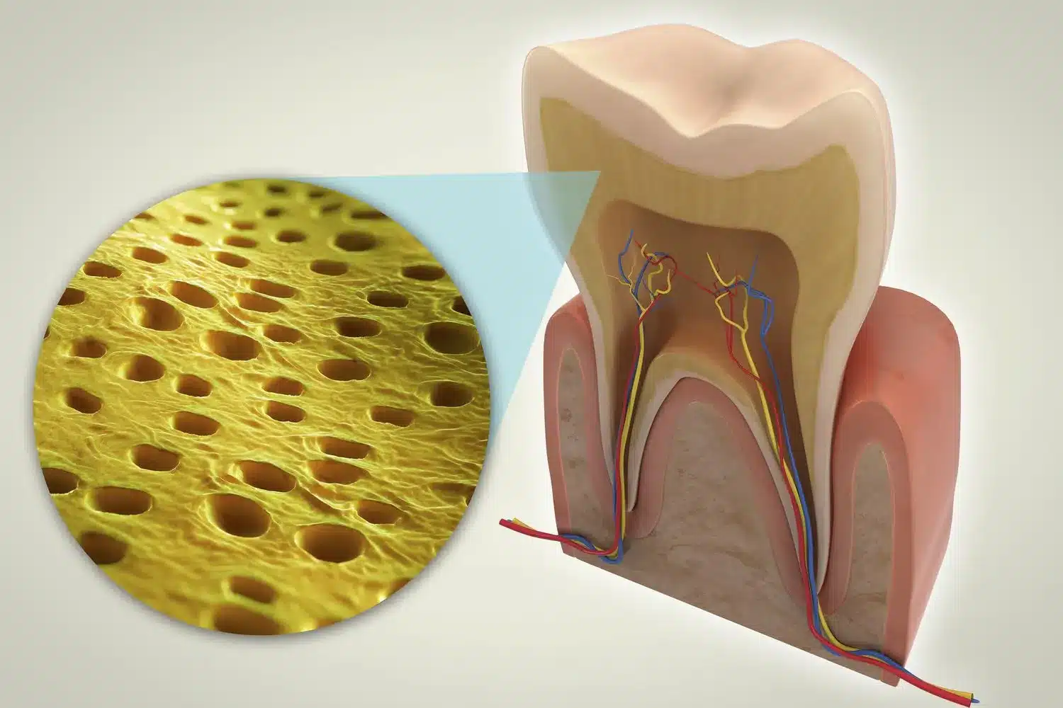 Ngà răng là cấu trúc quyết định hình dáng, màu sắc của răng