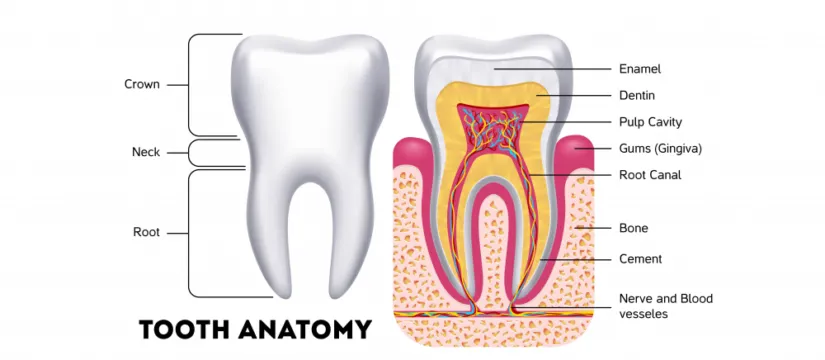 Ngà răng là thành phần cấu tạo nên răng