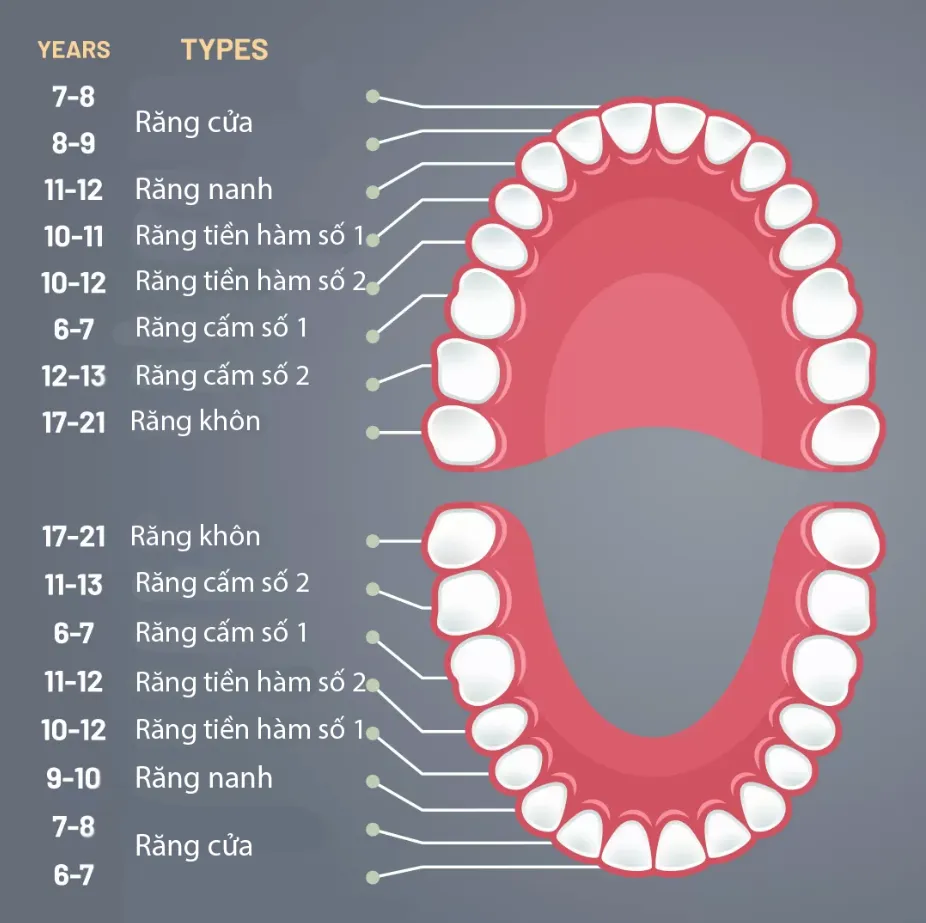 Răng cấm là răng số 6 và 7 trong cung răng