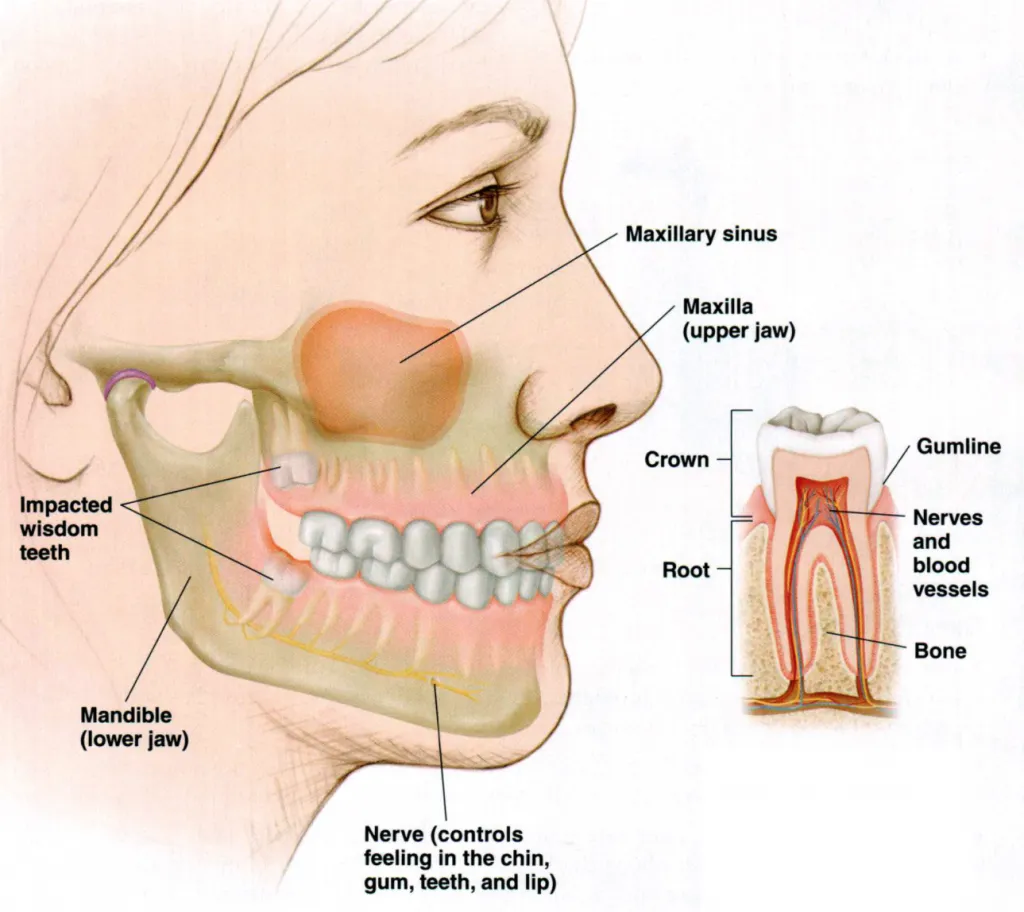 Răng số 8  thường mọc sát dây thần kinh