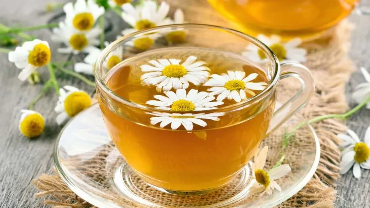 Uống trà hoa cúc giúp trị nhiệt miệng